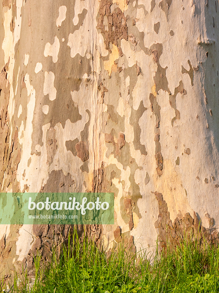 412068 - Common plane (Platanus x hispanica)
