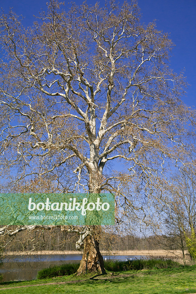 608036 - Common plane (Platanus x hispanica)