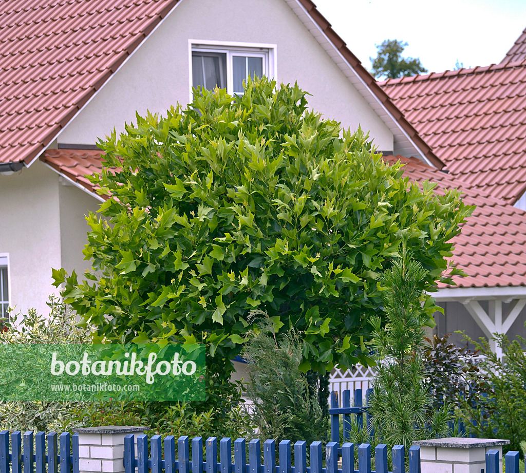 517209 - Common plane (Platanus x hispanica 'Alphen's Globe')