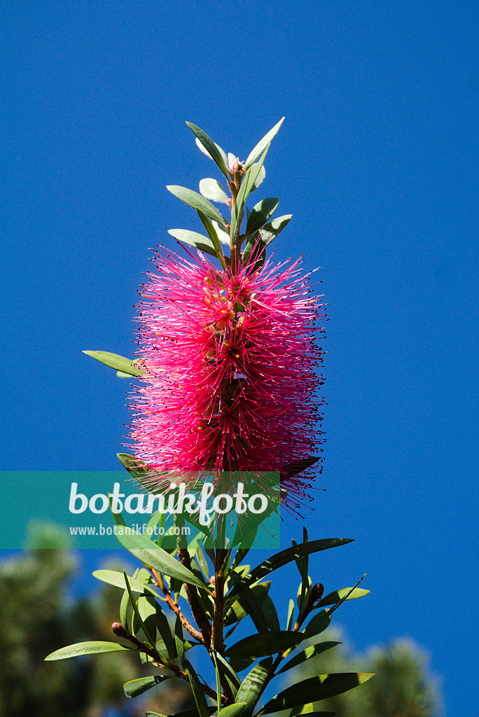 672044 - Common red bottlebrush (Callistemon citrinus)