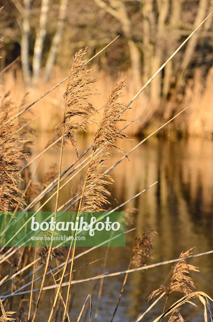 504092 - Common reed (Phragmites australis)