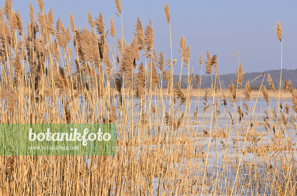529018 - Common reed (Phragmites australis)