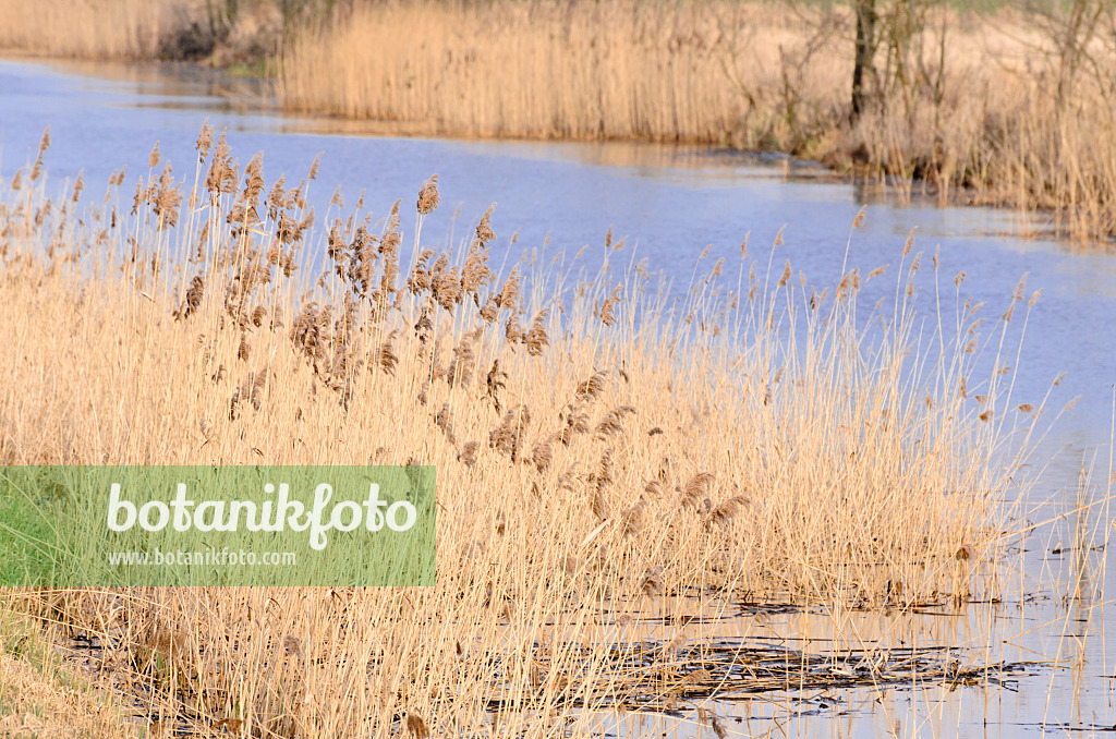 554005 - Common reed (Phragmites australis)