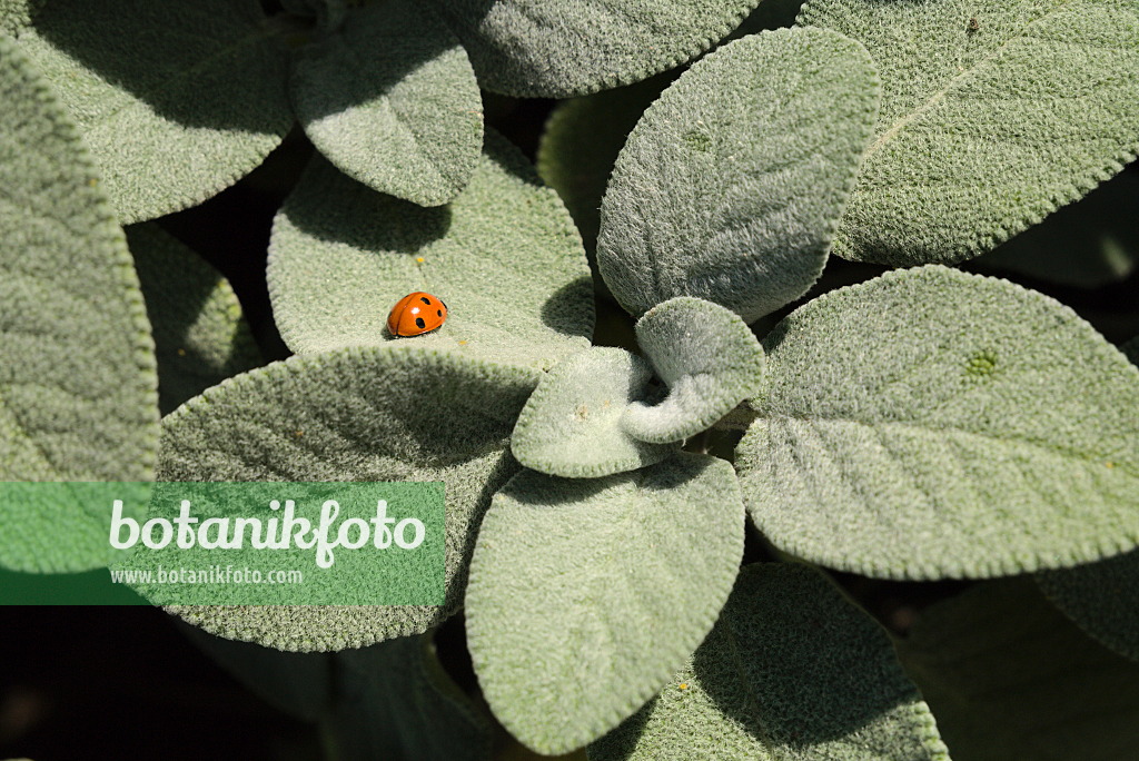 672013 - Common sage (Salvia officinalis 'Berggarten') and ladybird (Coccinella)