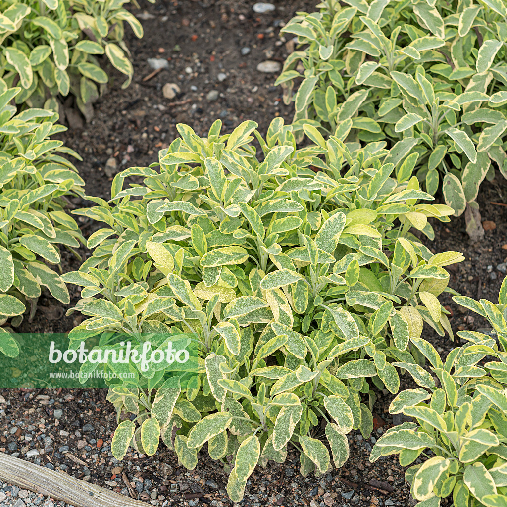 651500 - Common sage (Salvia officinalis 'Icterina')