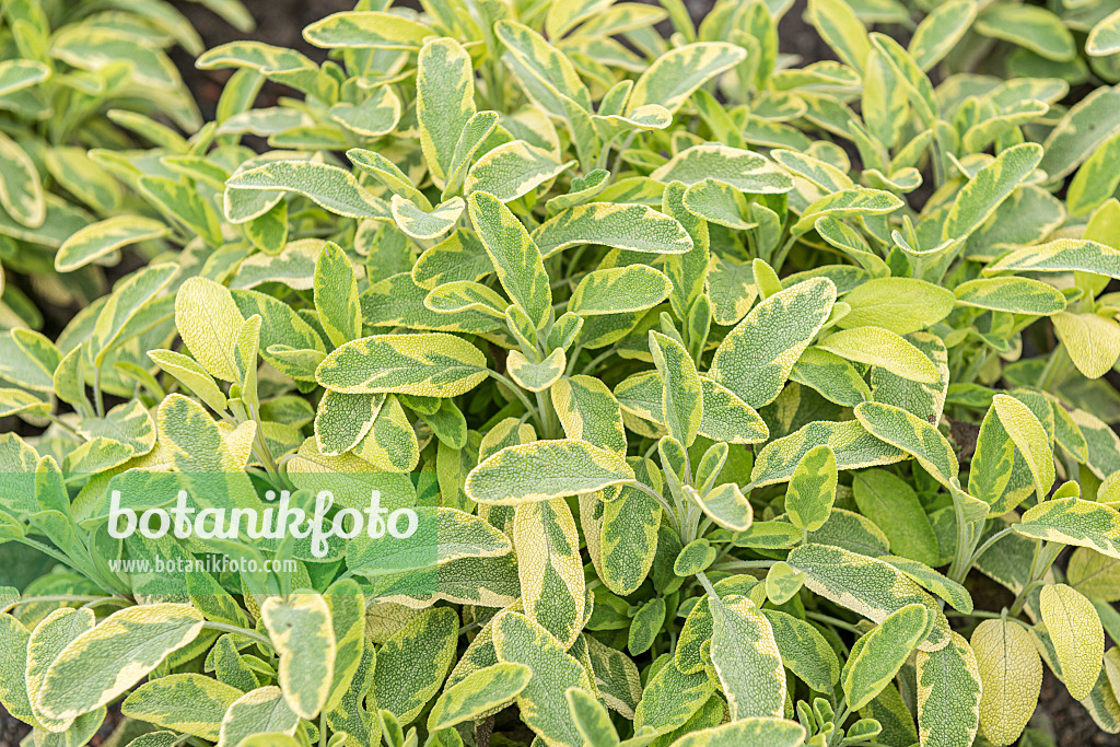 651501 - Common sage (Salvia officinalis 'Icterina')