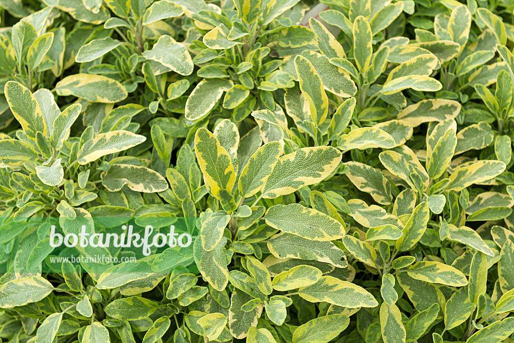 651502 - Common sage (Salvia officinalis 'Icterina')