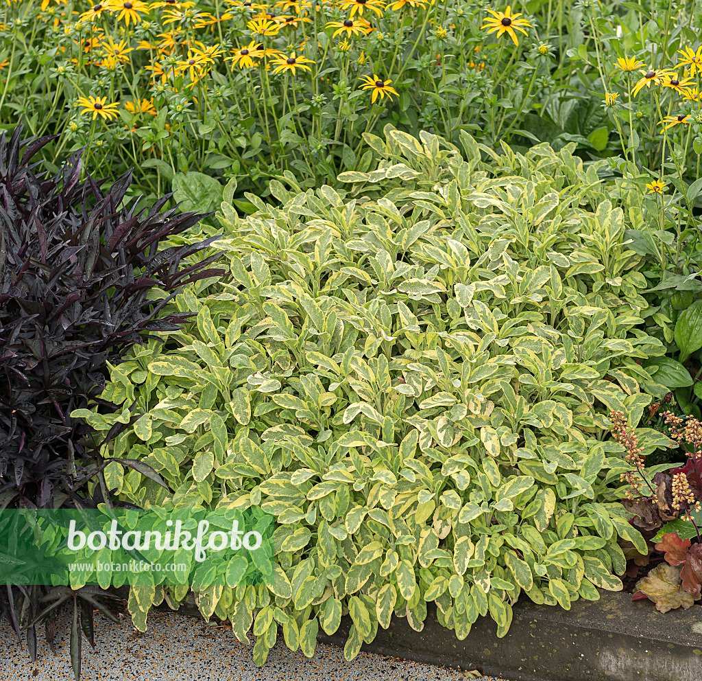 651503 - Common sage (Salvia officinalis 'Icterina')