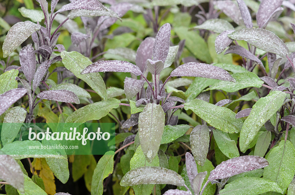 534373 - Common sage (Salvia officinalis 'Purpurascens')