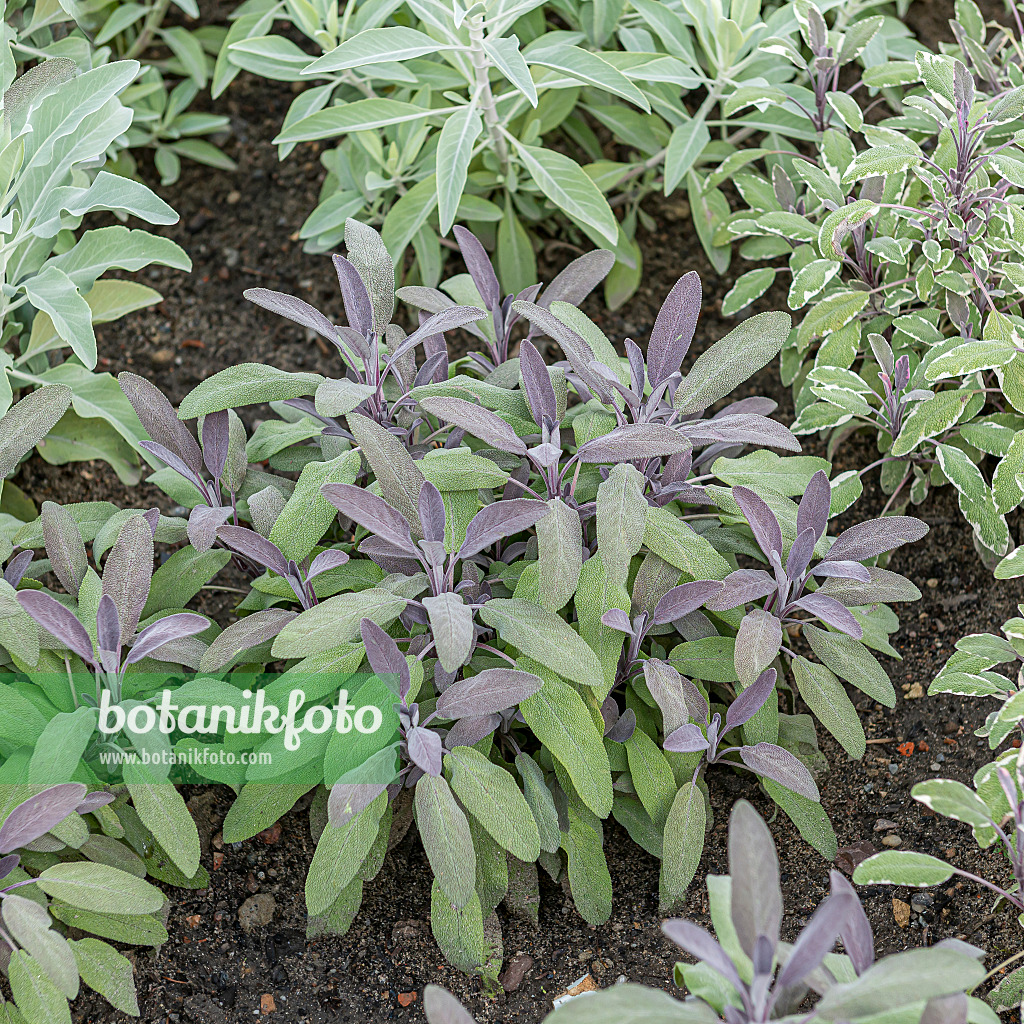 651505 - Common sage (Salvia officinalis 'Purpurascens')