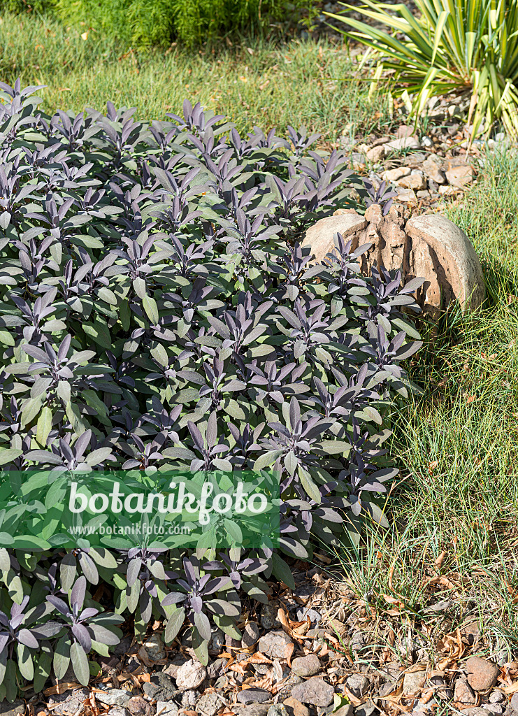 651506 - Common sage (Salvia officinalis 'Purpurascens')