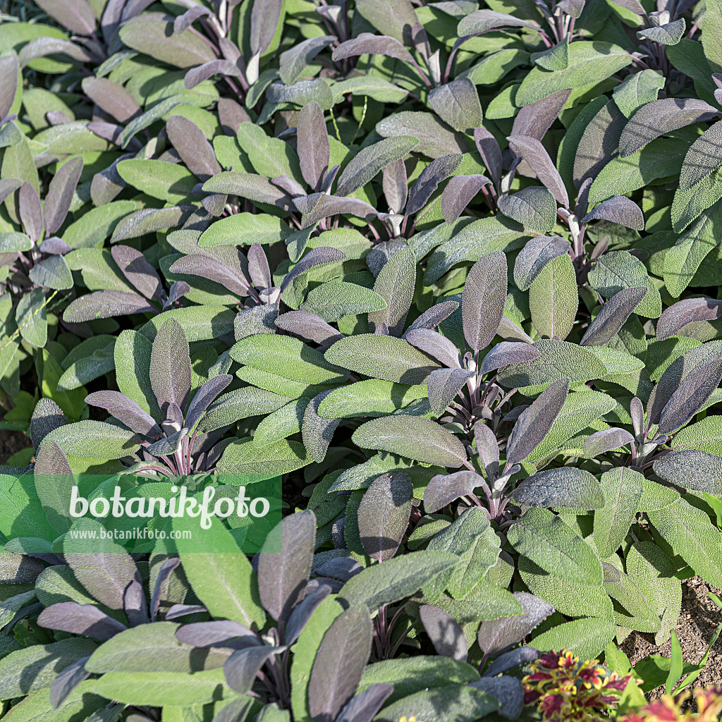 651507 - Common sage (Salvia officinalis 'Purpurascens')