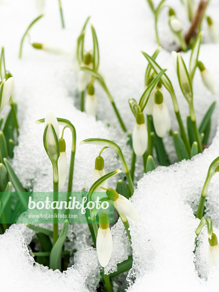 423001 - Common snowdrop (Galanthus nivalis)