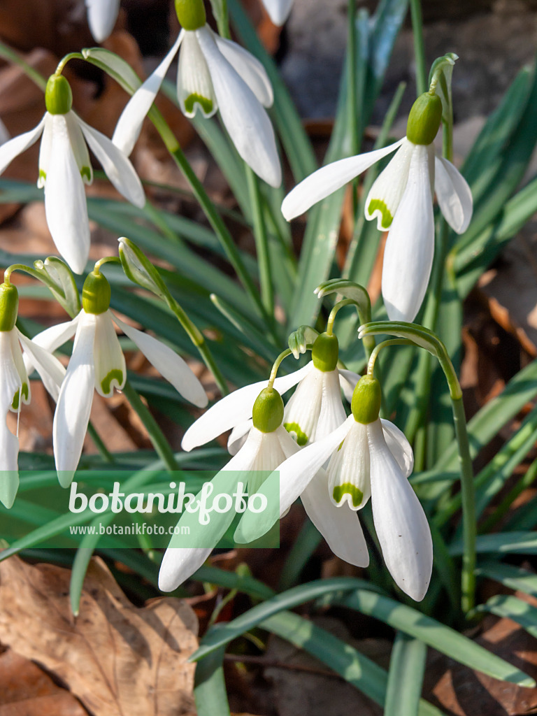 447003 - Common snowdrop (Galanthus nivalis)