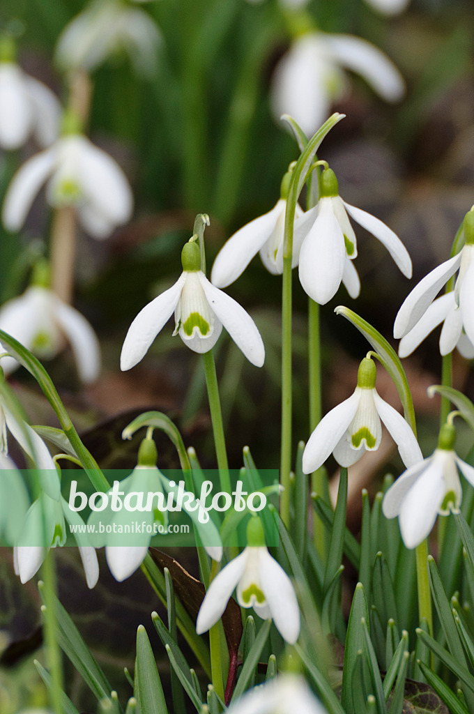 470005 - Common snowdrop (Galanthus nivalis)