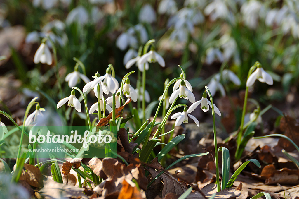 482042 - Common snowdrop (Galanthus nivalis)
