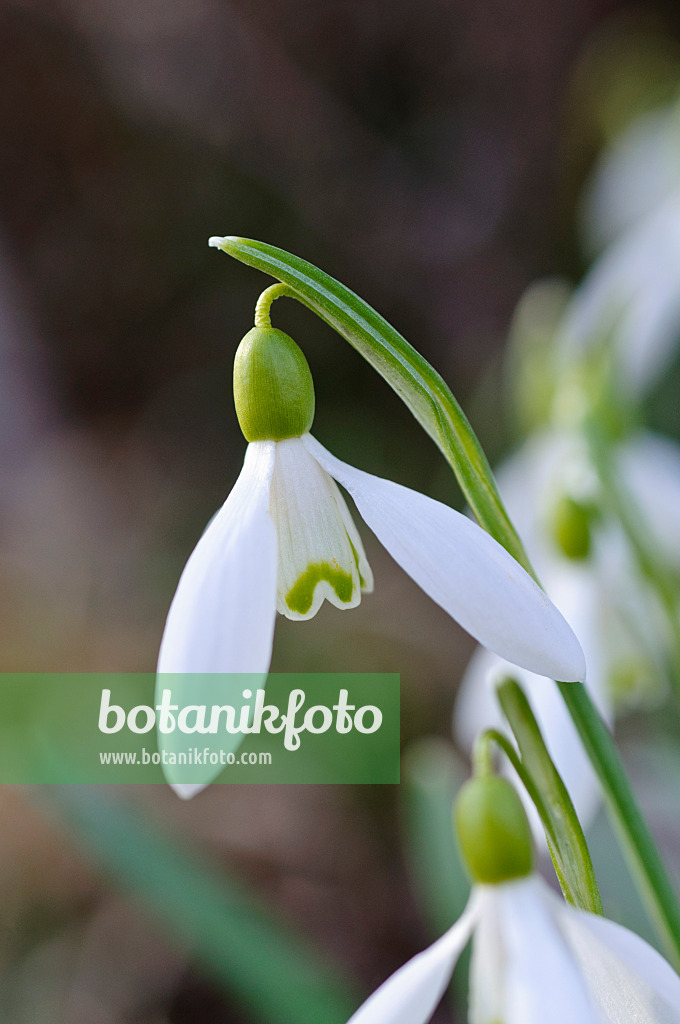 482049 - Common snowdrop (Galanthus nivalis)