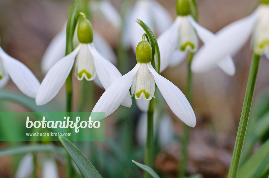 482050 - Common snowdrop (Galanthus nivalis)