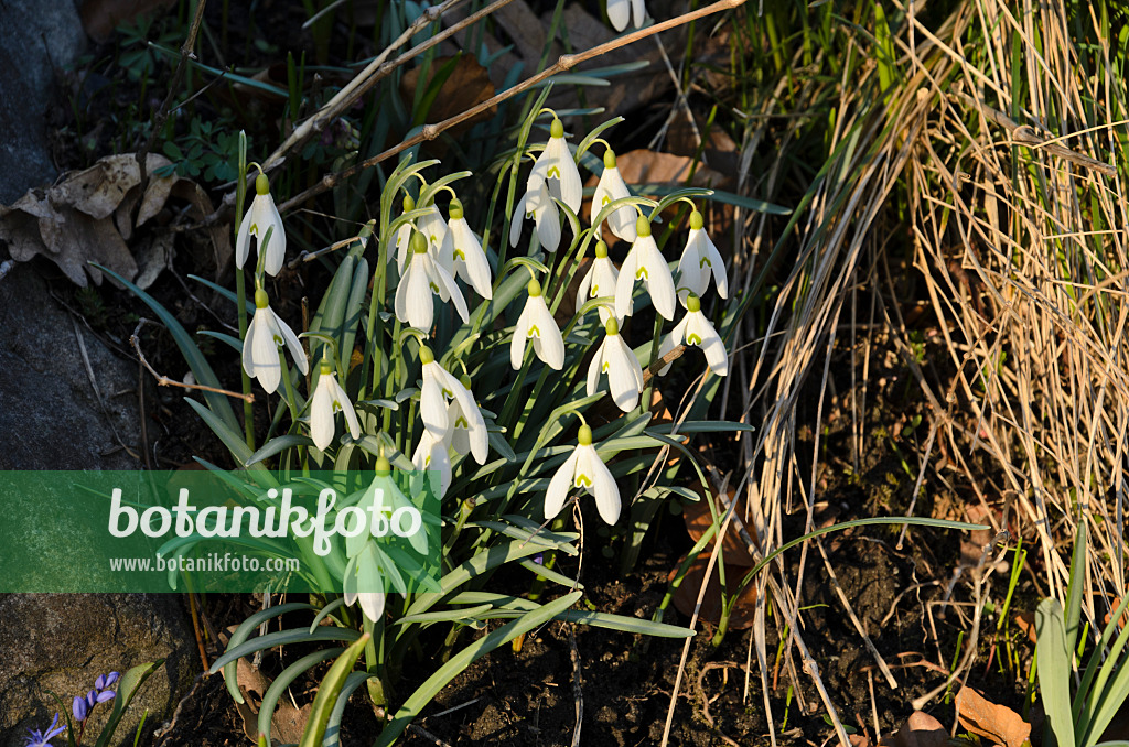 494044 - Common snowdrop (Galanthus nivalis)