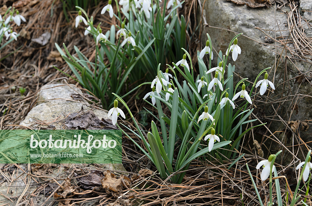 494082 - Common snowdrop (Galanthus nivalis)