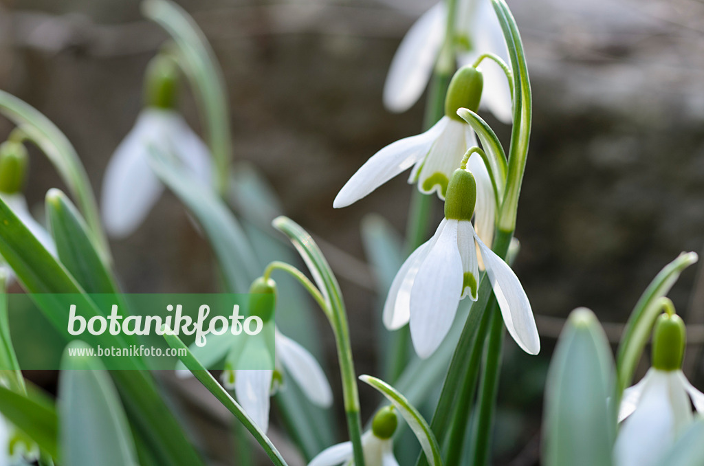 494083 - Common snowdrop (Galanthus nivalis)