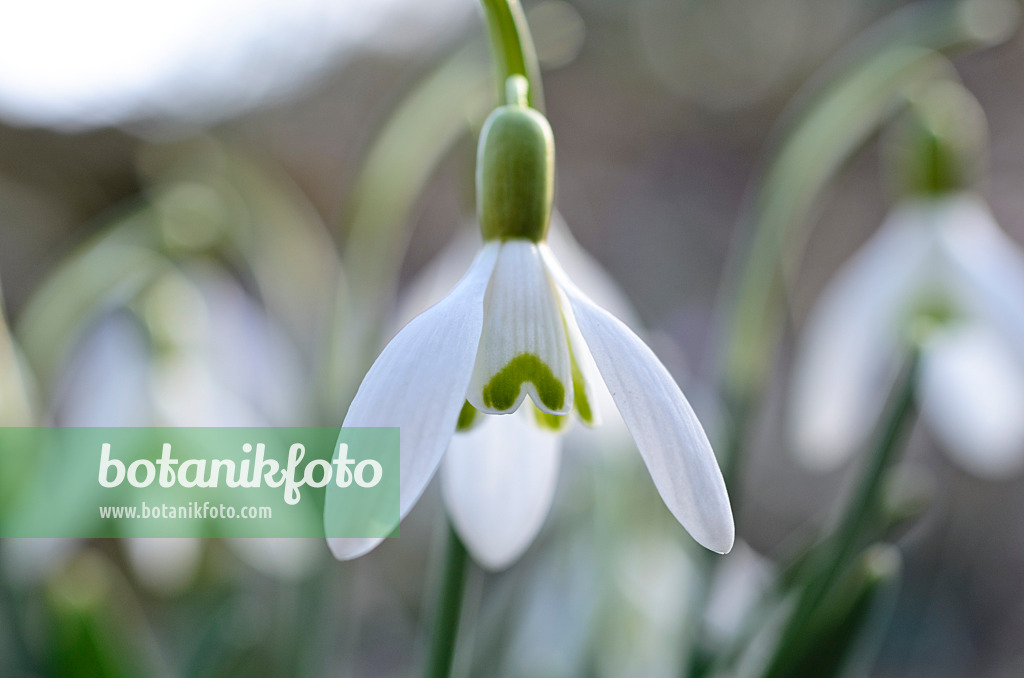 494085 - Common snowdrop (Galanthus nivalis)