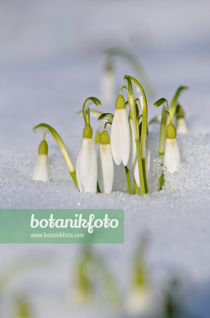 518115 - Common snowdrop (Galanthus nivalis)