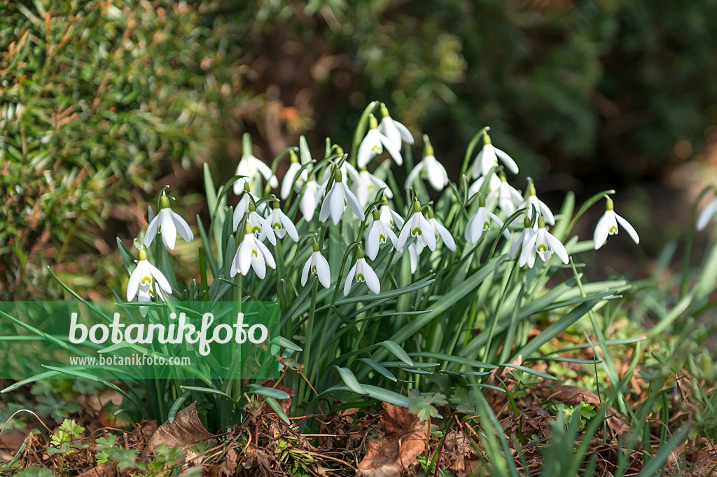 651287 - Common snowdrop (Galanthus nivalis)