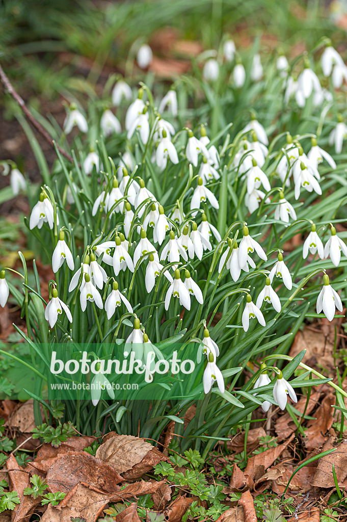 651288 - Common snowdrop (Galanthus nivalis)