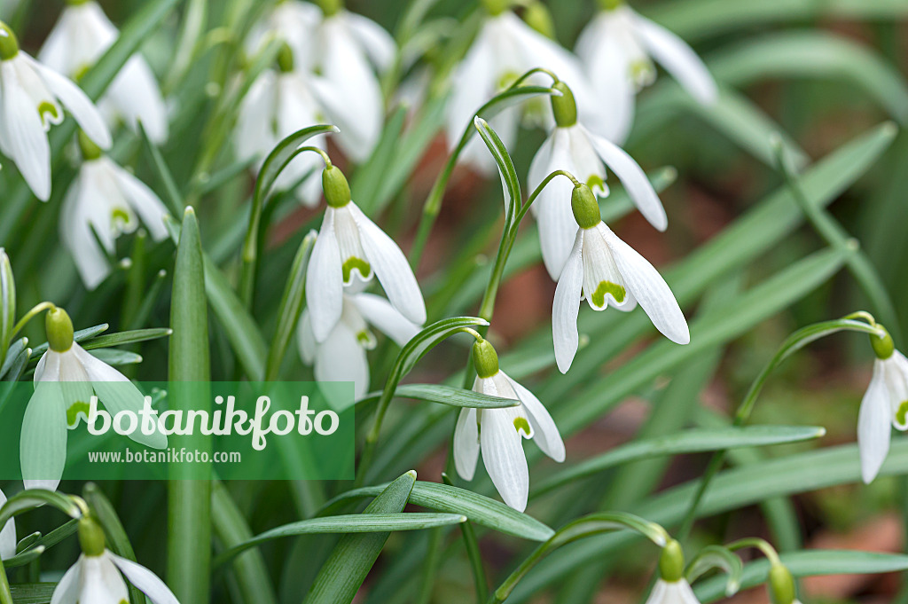 651289 - Common snowdrop (Galanthus nivalis)