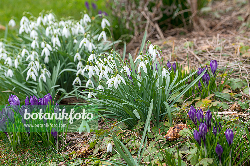 651290 - Common snowdrop (Galanthus nivalis)