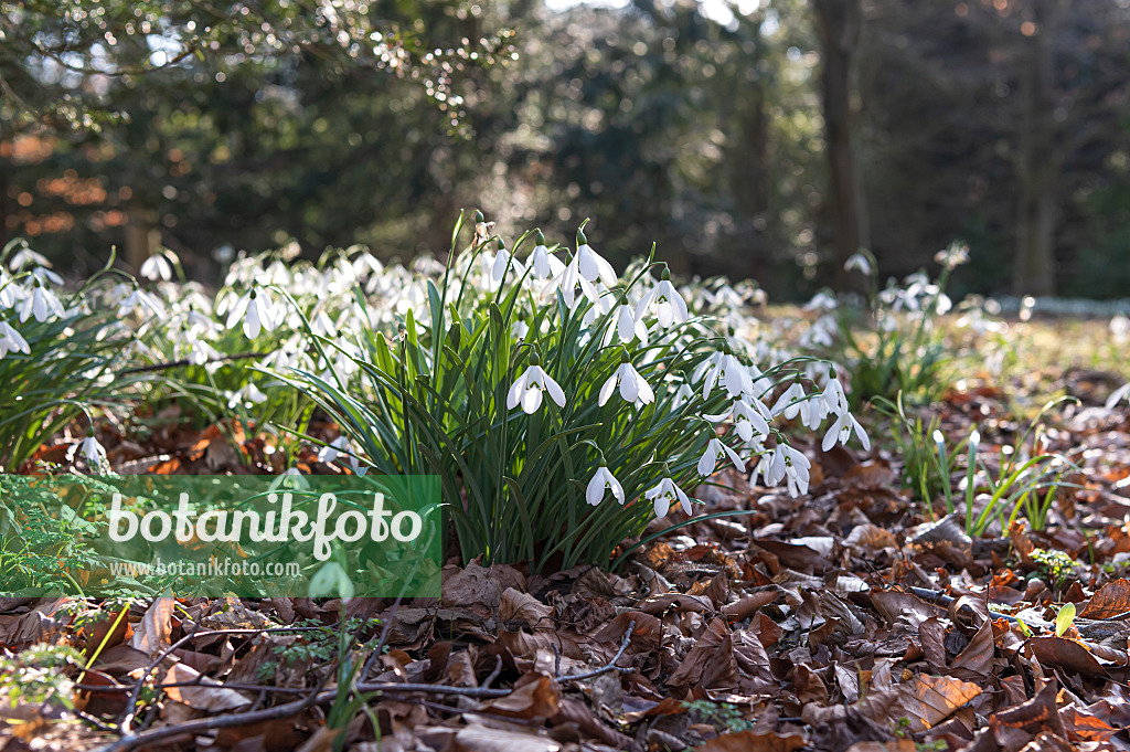 651291 - Common snowdrop (Galanthus nivalis)