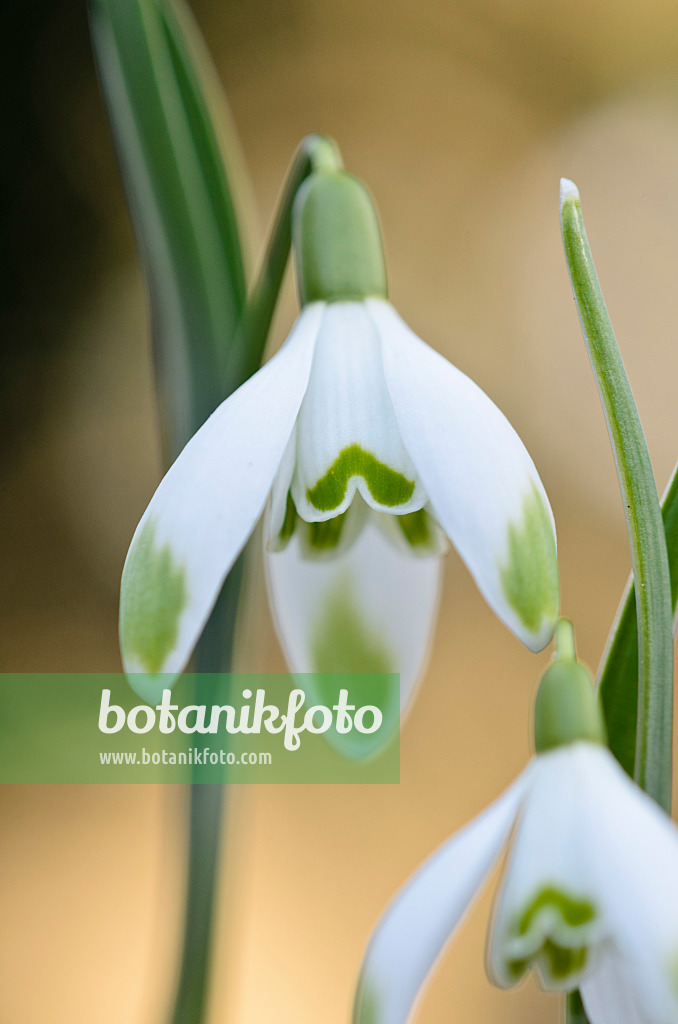 529167 - Common snowdrop (Galanthus nivalis 'Viridi-Apice')