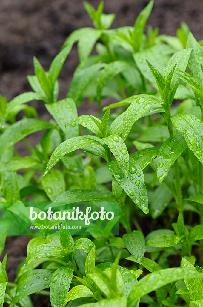 484211 - Common soapwort (Saponaria officinalis)