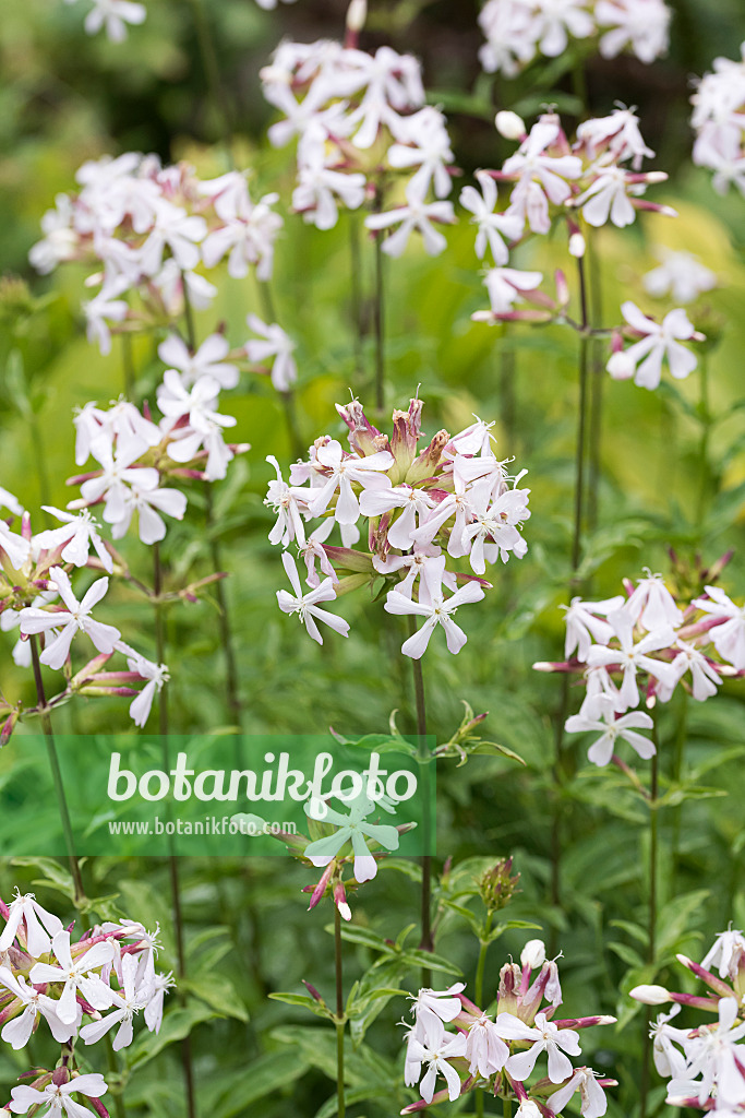 651512 - Common soapwort (Saponaria officinalis)