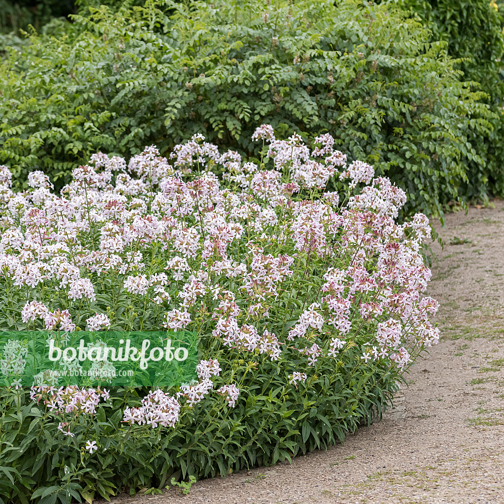651513 - Common soapwort (Saponaria officinalis)