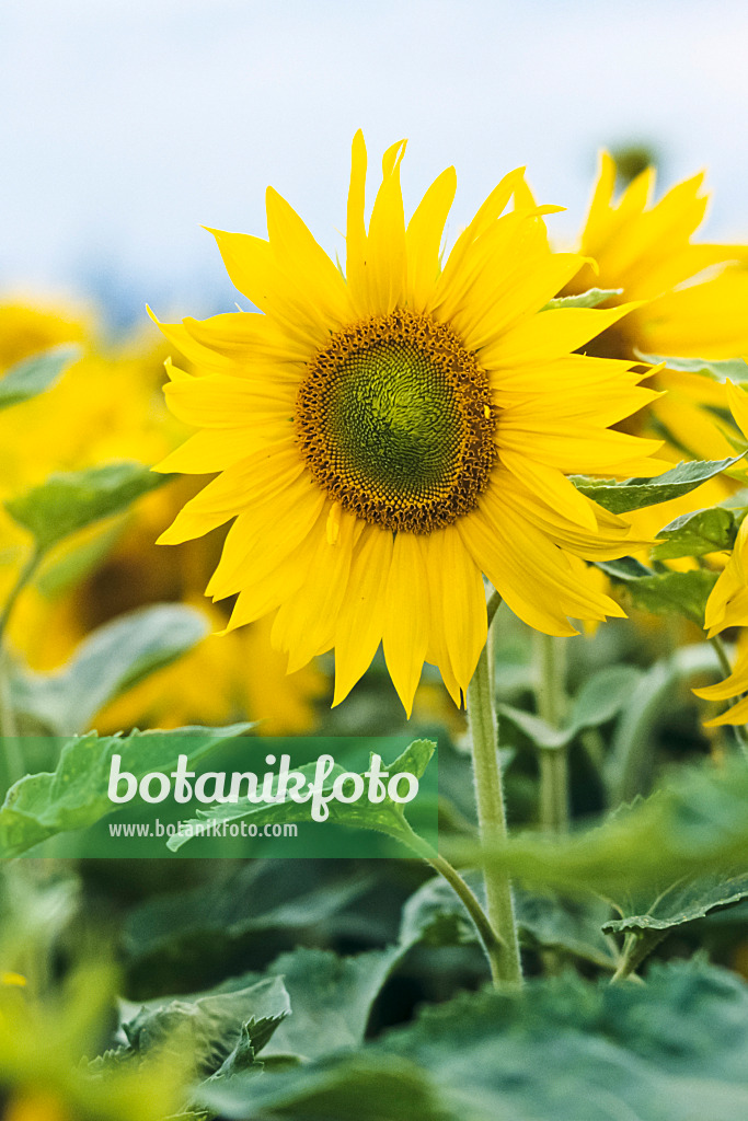 380064 - Common sunflower (Helianthus annuus)