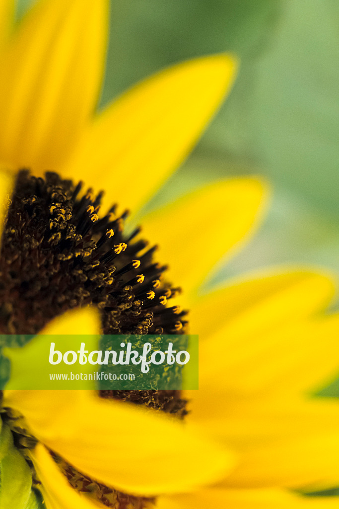 394040 - Common sunflower (Helianthus annuus)