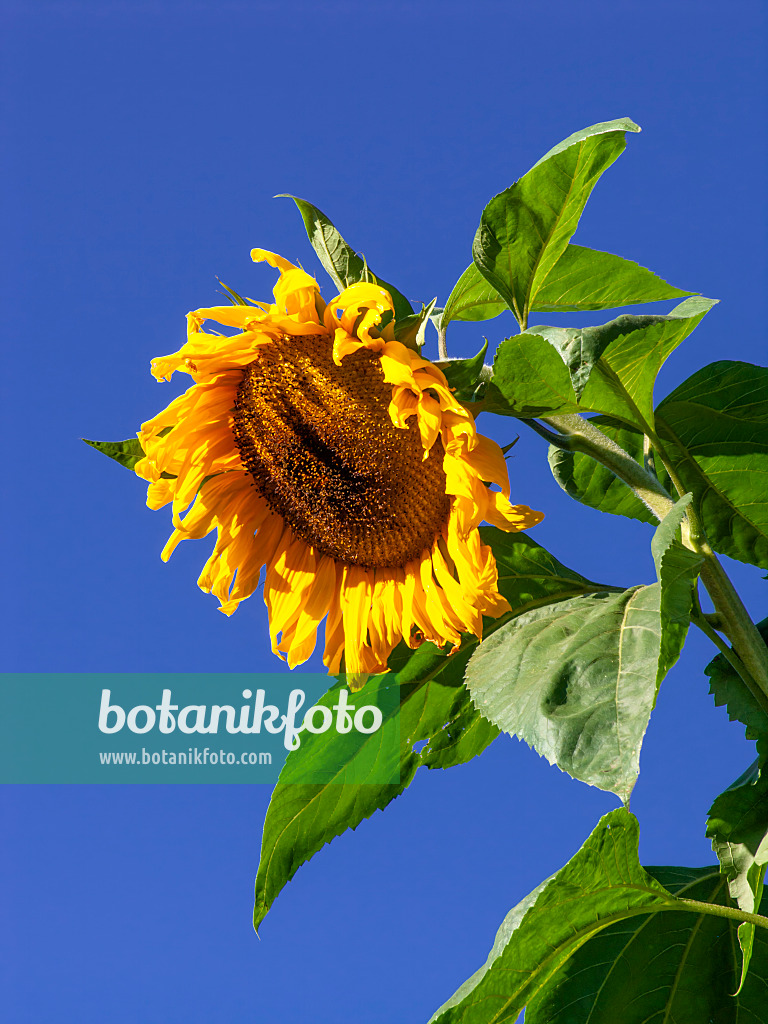 429112 - Common sunflower (Helianthus annuus)