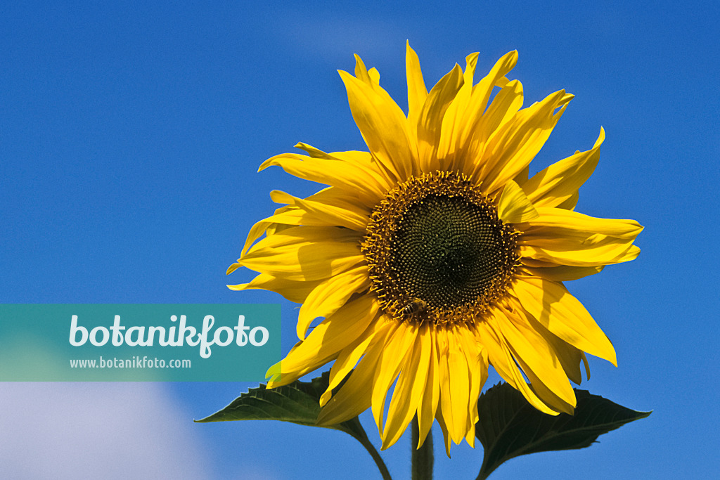 436160 - Common sunflower (Helianthus annuus)
