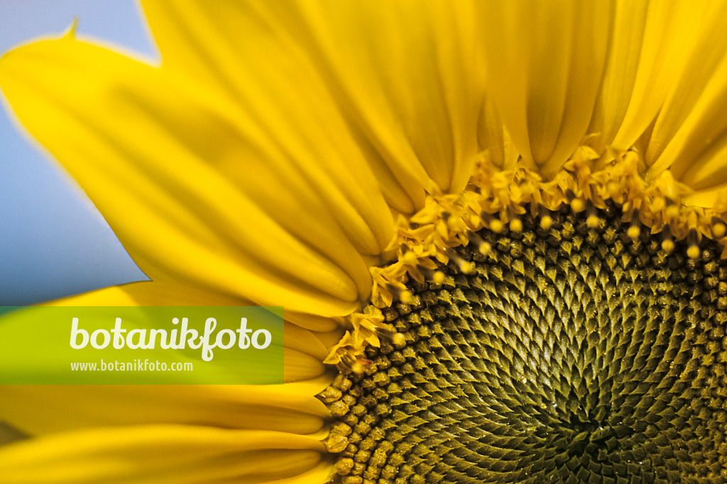 436165 - Common sunflower (Helianthus annuus)