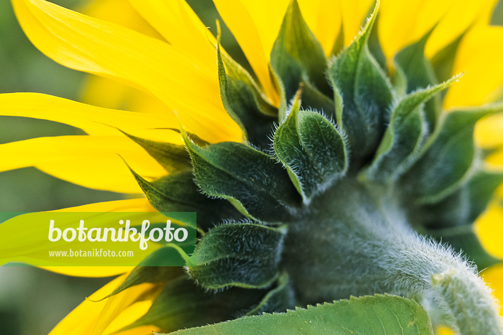 436171 - Common sunflower (Helianthus annuus)