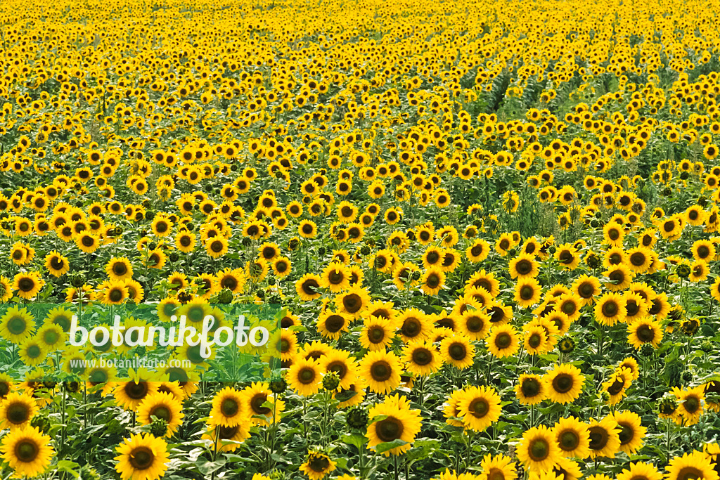 380049 - Common sunflower (Helianthus annuus), Brandenburg, Germany