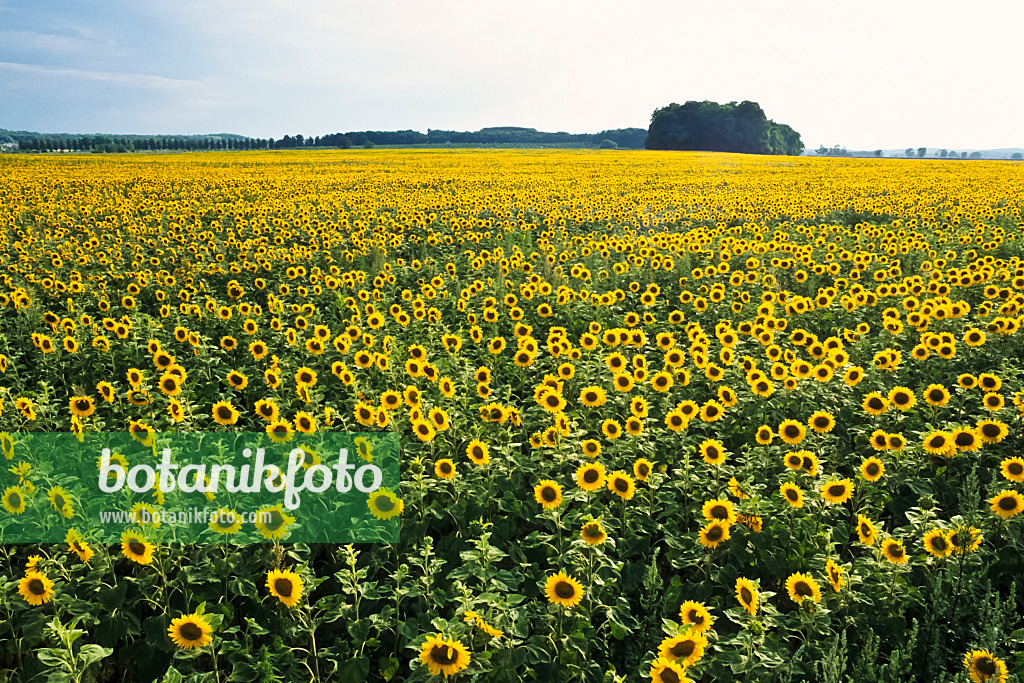 380050 - Common sunflower (Helianthus annuus), Brandenburg, Germany
