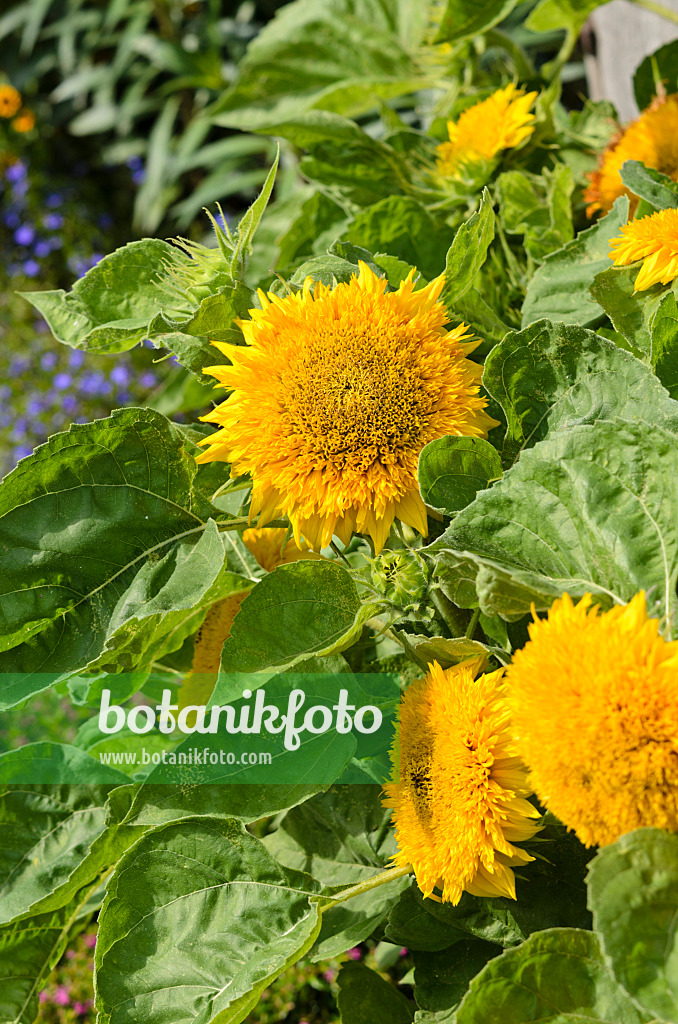 523017 - Common sunflower (Helianthus annuus 'Niedrige Sonnengold')