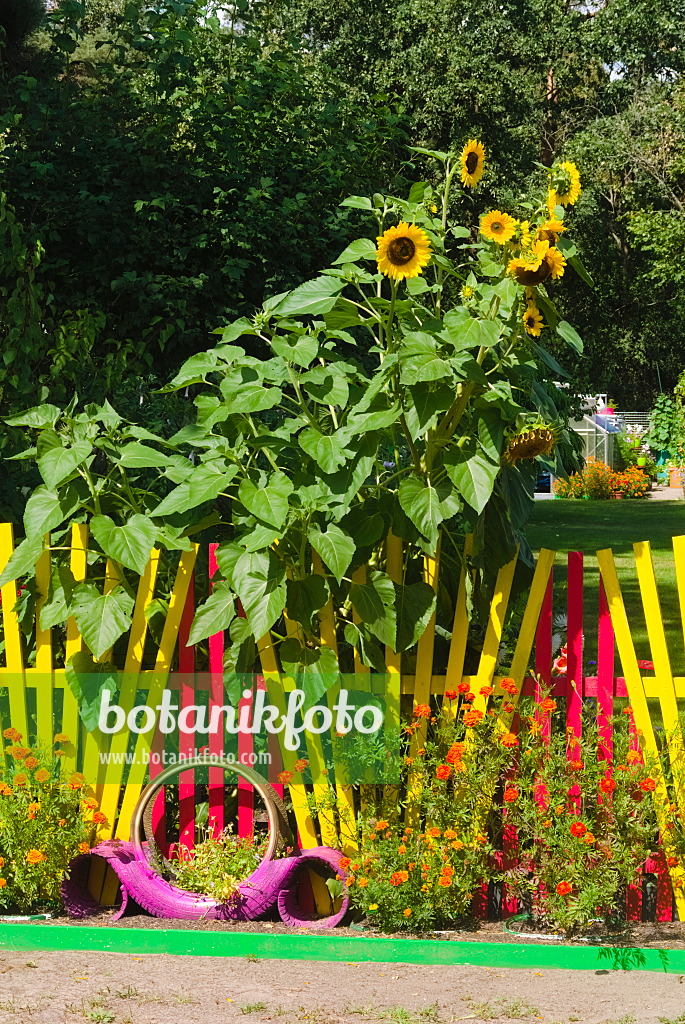 670034 - Common sunflowers (Helianthus annuus) with colourful garden fence