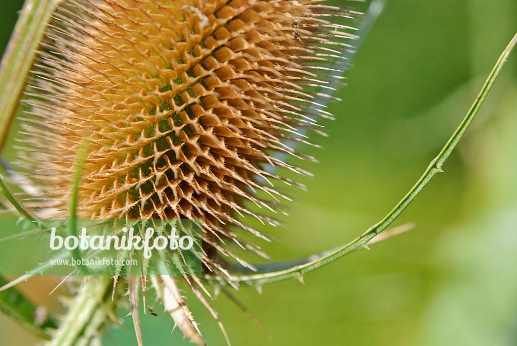518055 - Common teasel (Dipsacus fullonum)
