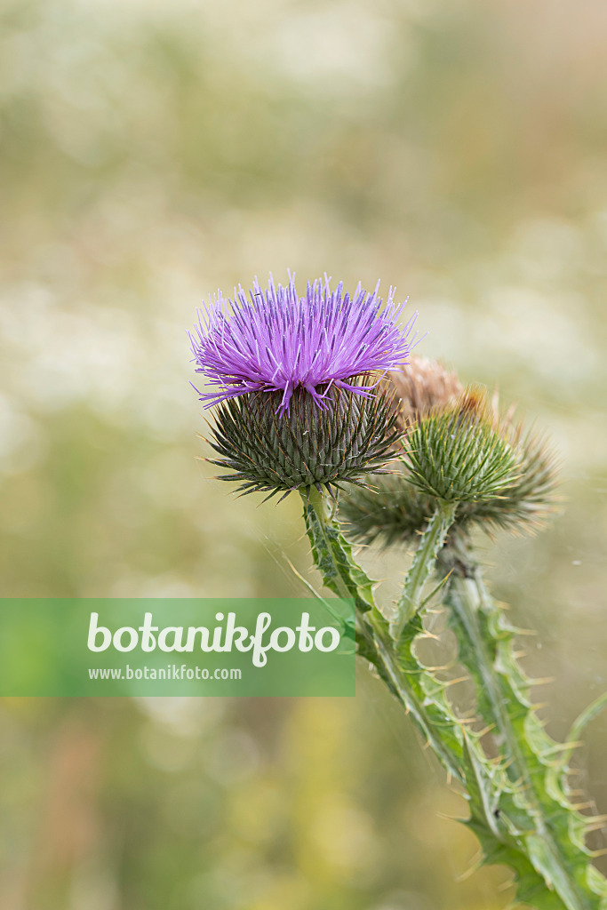 651173 - Common thistle (Cirsium vulgare)