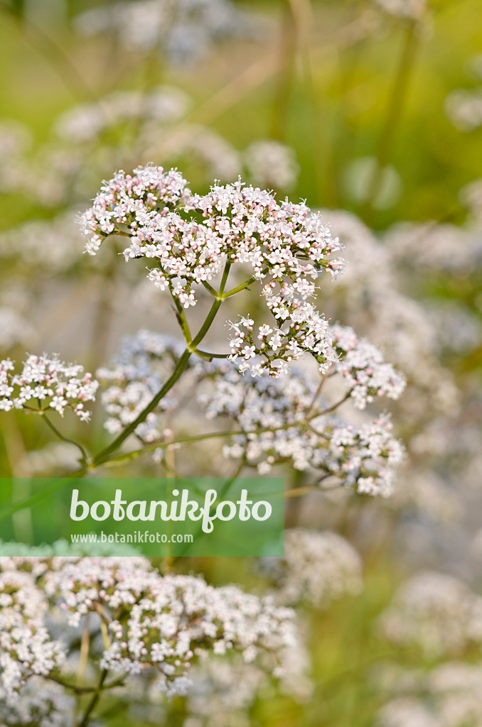 521488 - Common valerian (Valeriana officinalis)