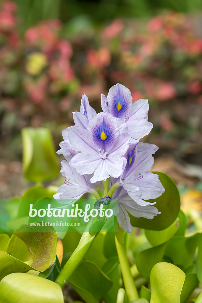 664323 - Common water hyacinth (Pontederia crassipes syn. Eichhornia crassipes)
